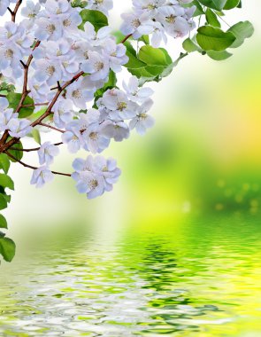 çiçek açan elma ağacı. Bahar manzara