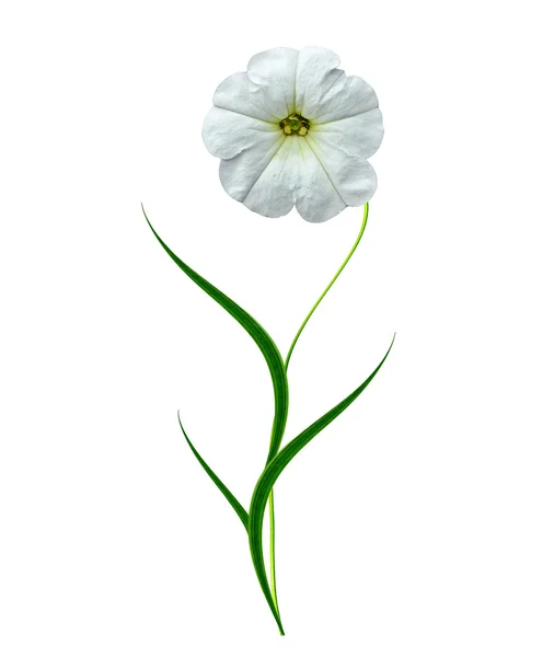 Petunia flowers isolated on white background — Stock Photo, Image