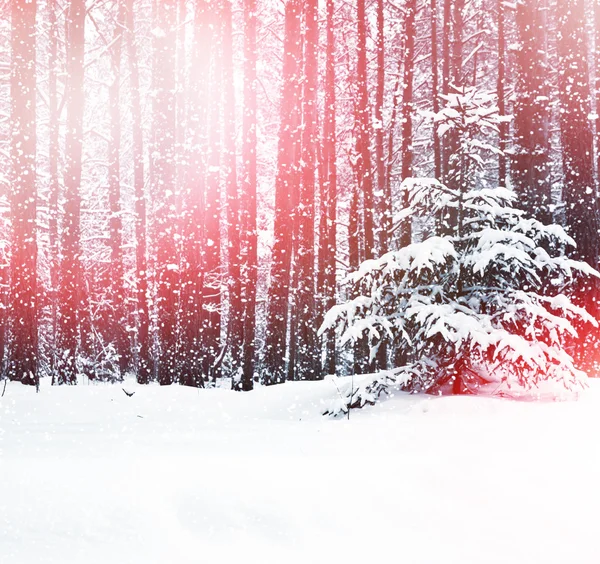 Снегопад в лесу — стоковое фото