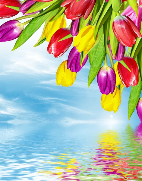 Flowers tulips against the blue sky with clouds — Stock Photo, Image