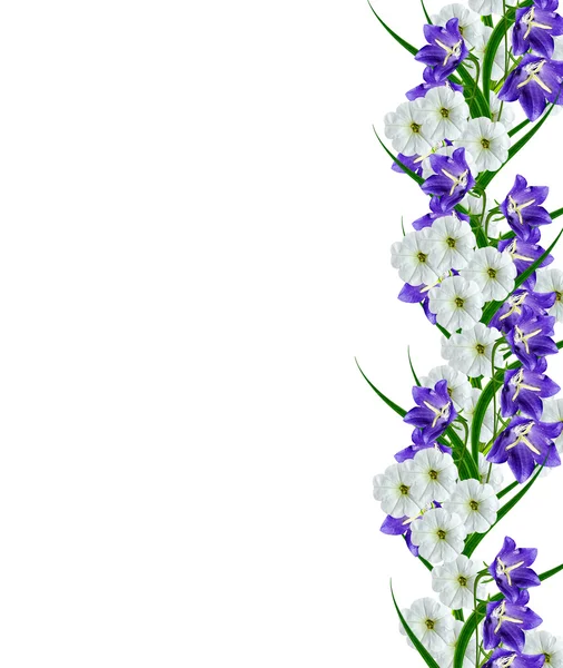 하얀 배경에 분리되어 있는 페튜니아 꽃들 — 스톡 사진