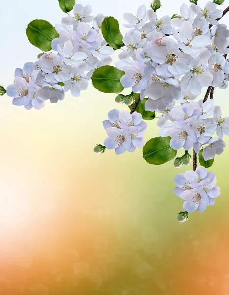 Bloeiende appelboom. Voorjaar landschap — Stockfoto