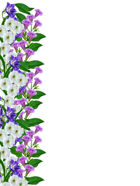 Klocka blomma isolerad på vit bakgrund — Stockfoto