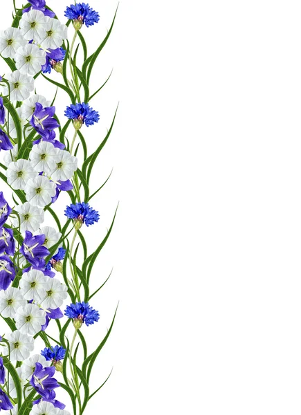 Fleurs bleuets isolés sur fond blanc — Photo