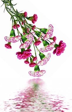 karanfil çiçekleri beyaz arkaplanda izole edilmiş