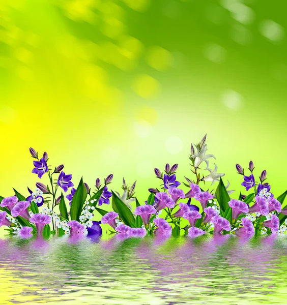 Blumiger Hintergrund der Blumen Blauglocken — Stockfoto