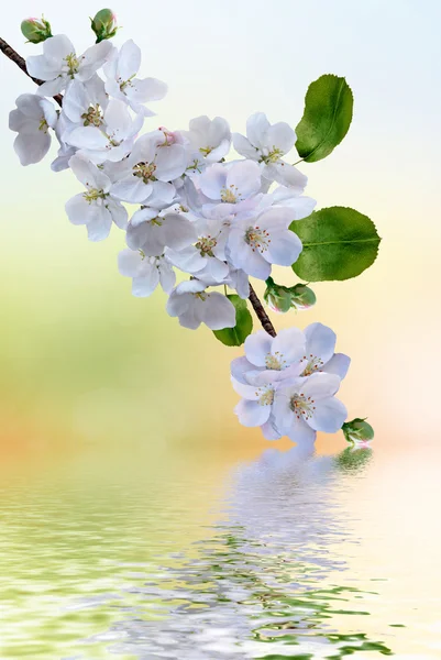 Blooming apple tree. Spring landscape — Stock Photo, Image