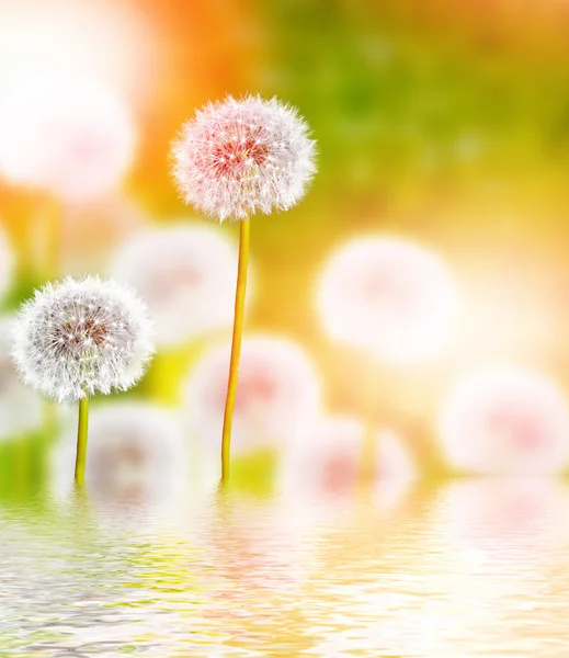 Wildflowers dandelions. Spring flowers — Stock Photo, Image