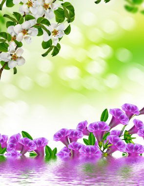 Genç huş ağacı dalı. çiçek