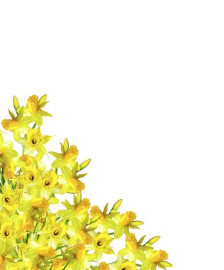 bahar beyaz arka plan üzerinde izole narcissuses çiçekler