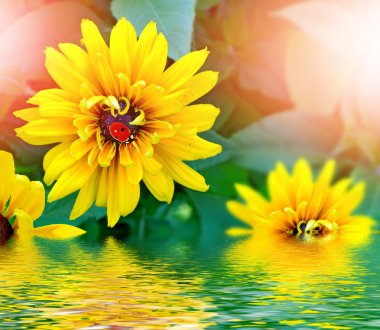 Yaz manzara. Çiçek rudbeckia