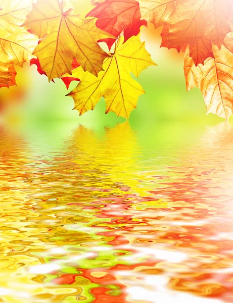 Feuilles d'automne de bouleau isolé sur fond blanc — Photo