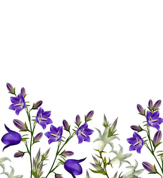 Колокол цветок изолирован на белом фоне — стоковое фото