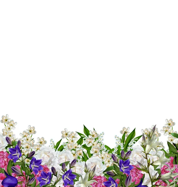 Гілка вишневих квітів ізольована на білому тлі . — стокове фото