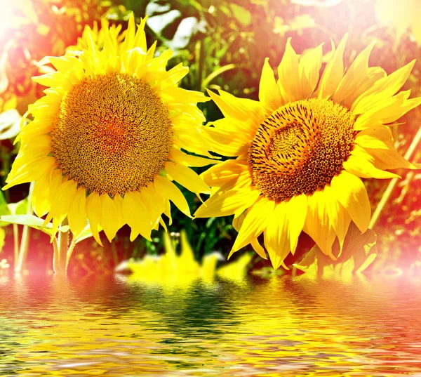 Beautiful sunflower field in summer — Stock Photo, Image