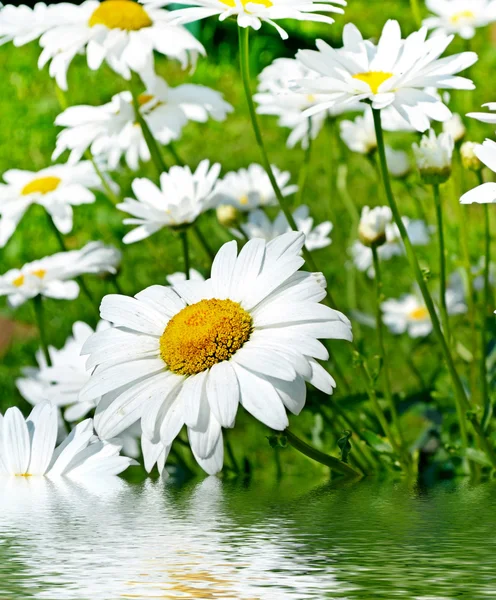 Fiori di campo margherite. Paesaggio estivo . — Foto Stock