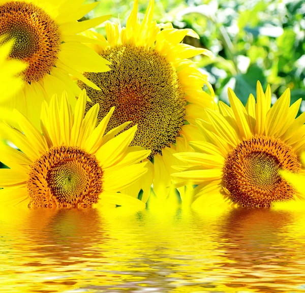 Bellissimo campo di girasole in estate — Foto Stock