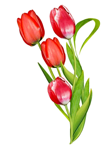 Spring flowers tulips isolated on white background — Stock Photo, Image