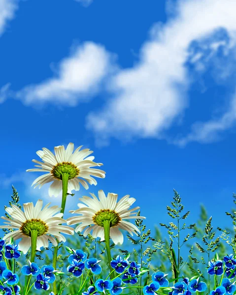 Wildflowers daisies. Summer landscape. — Stock Photo, Image