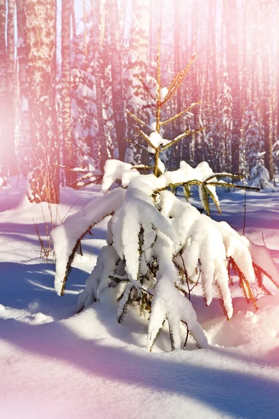 Ελάτης στο δάσος του χειμώνα — Φωτογραφία Αρχείου