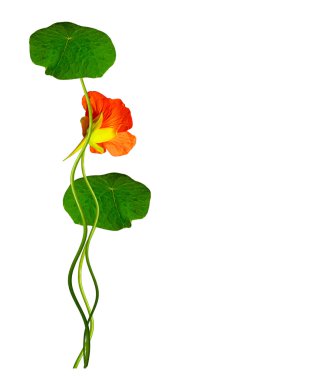 Beyaz arkaplanda izole edilmiş nasturtium çiçekleri