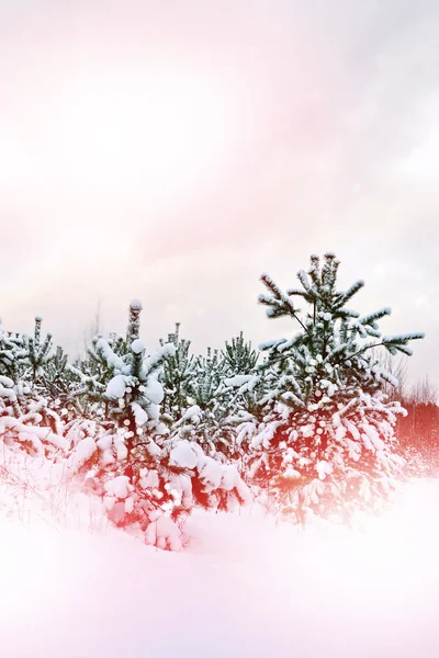 겨울 숲에서 전나무 트리 — 스톡 사진