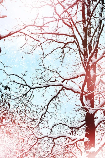 Fenyő-ban téli erdő — Stock Fotó
