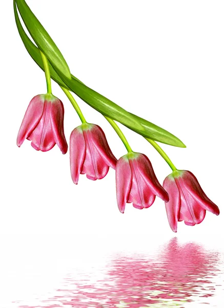 Весенние цветы тюльпаны изолированы на белом фоне — стоковое фото