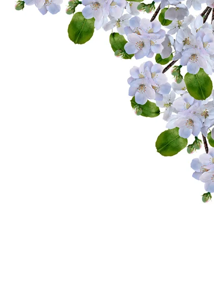 Maçã branca flores ramo isolado no fundo branco — Fotografia de Stock