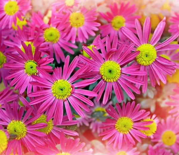 Flores de crisantemo. Paisaje otoñal — Foto de Stock