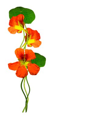 Beyaz arkaplanda izole edilmiş nasturtium çiçekleri