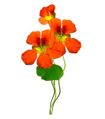 Beyaz arkaplanda izole edilmiş nasturtium çiçekleri