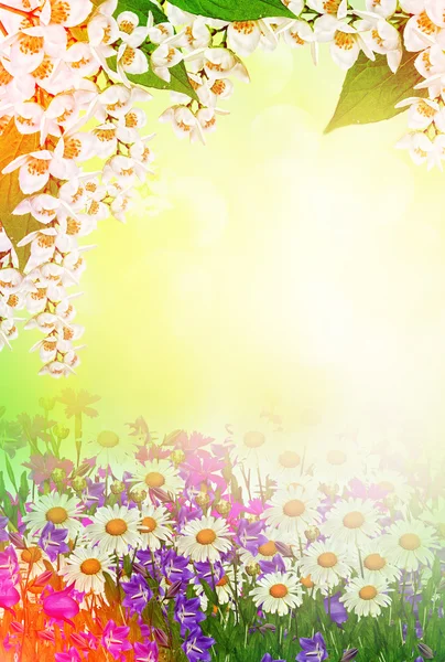 Květy sedmikrásky pole a zvony izolovaných na bílém pozadí — Stock fotografie
