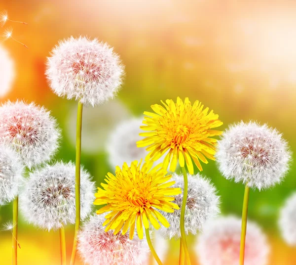 Vilde blomster mælkebøtter. Forårsblomster - Stock-foto