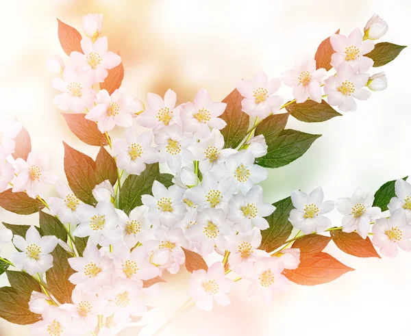 Paisagem de primavera com delicadas flores de jasmim — Fotografia de Stock