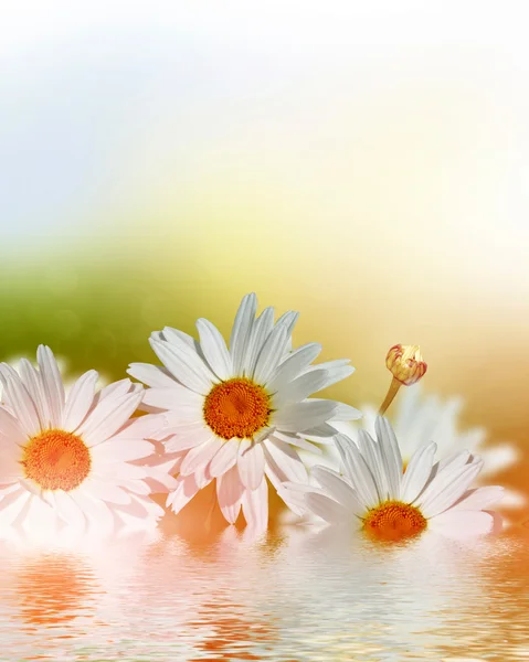 Květy sedmikrásky. Letní krajina. — Stock fotografie