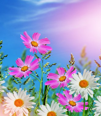 Mavi gökyüzü arka plan üzerinde papatya çiçekleri