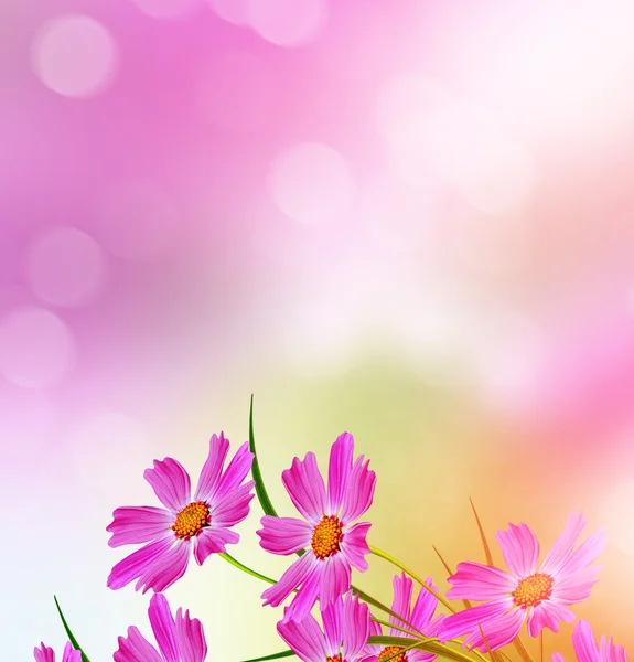 Daisy flowers on blue sky background — Stock Photo, Image