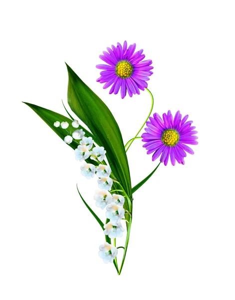 Маргаритки летом белый цветок изолирован на белом фоне — стоковое фото