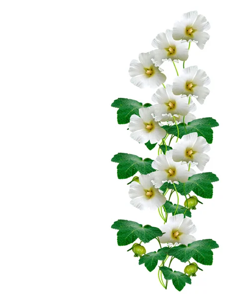 Bloemen klokken geïsoleerd op witte achtergrond — Stockfoto