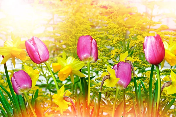 Krajobraz lato. kwiaty żonkile. tulipany — Zdjęcie stockowe