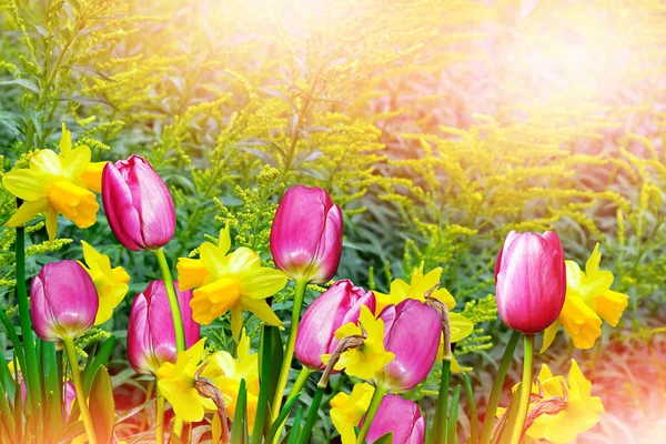 Paesaggio estivo. narcisi di fiori. tulipani — Foto Stock