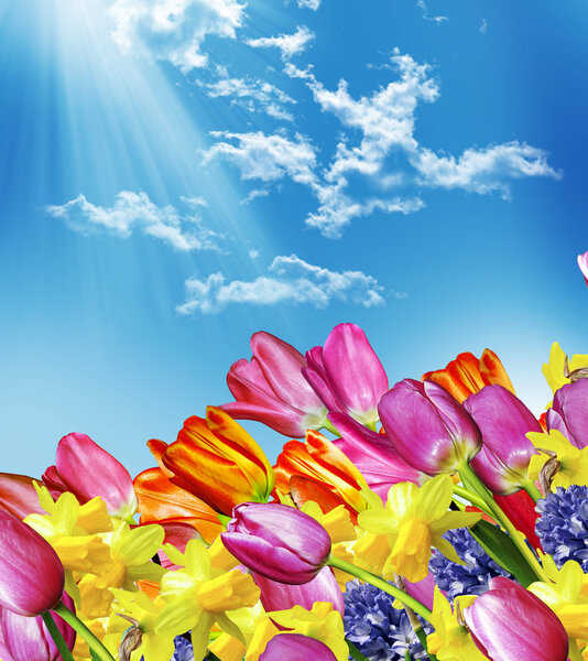 Spring flowers tulips on the background of blue sky with clouds
