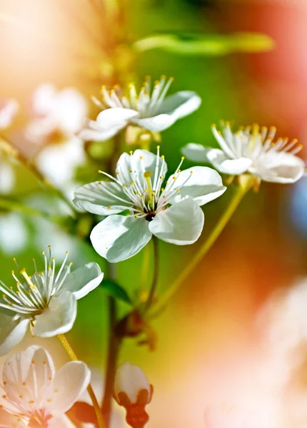 Jarní krajina. Pobočka kvetoucí třešeň — Stock fotografie