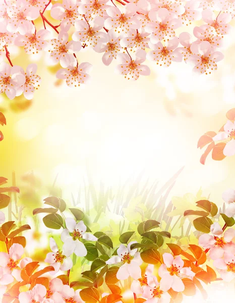 Bahar manzara. Çiçekli dal kiraz — Stok fotoğraf