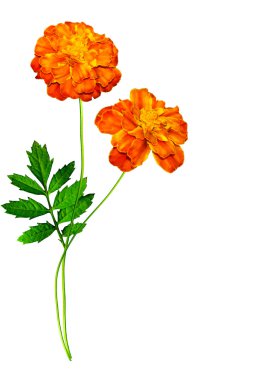 beyaz arkaplanda izole edilmiş kadife çiçekleri