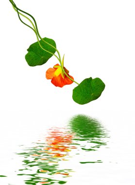 Beyaz arkaplanda izole edilmiş nasturtium çiçekleri