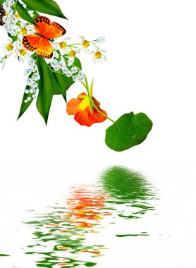 Beyaz arkaplanda izole edilmiş nasturtium çiçekleri