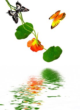 Beyaz arkaplanda izole edilmiş nasturtium çiçekleri