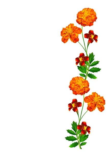 Marigold květiny izolované na bílém pozadí — Stock fotografie